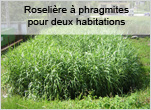 Roselière à  phragmites pour deux habitations à Cruet